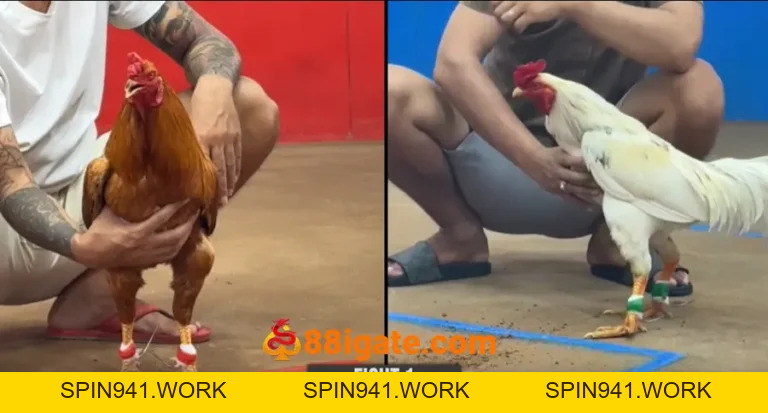 88i GATE | Link vào 88i.com chính thức | ĐK - Tải app +100k - SPIN941.WORK