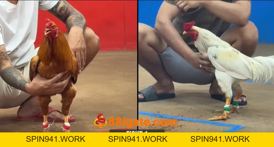 Đá gà 88i - Sân chơi của những chiến kê hàng đầu - 88i GATE - SPIN941.WORK
